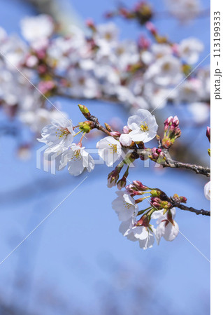 綺麗に咲いた桜の花 ソメイヨシノ 綺麗に咲いた桜の花 ソメイヨシノ 113199333