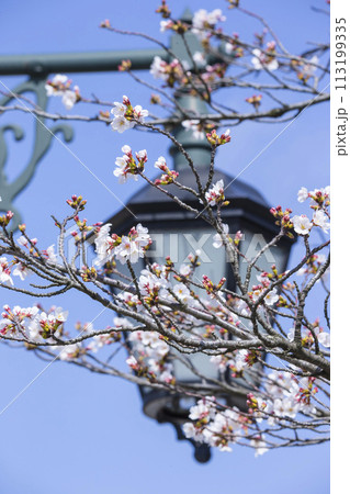 綺麗に咲いた桜の花 ソメイヨシノ 113199335