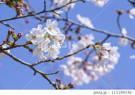 綺麗に咲いた桜の花 ソメイヨシノ 綺麗に咲いた桜の花 ソメイヨシノ 113199336