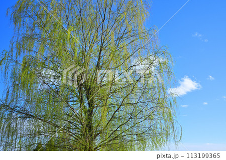 青空に映える枝垂れ柳の新緑　春の訪れ　 113199365