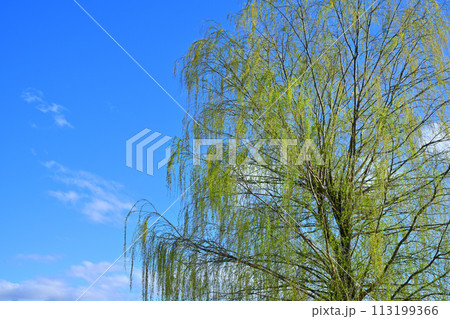 青空に映える枝垂れ柳の新緑　春の訪れ　 113199366