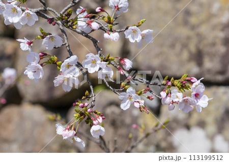 咲き始めの桜の花と石垣 ソメイヨシノ 113199512
