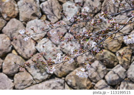 咲き始めの桜の花と石垣 ソメイヨシノ 113199515