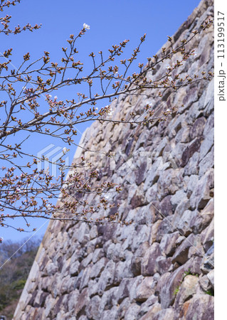咲き始めの桜の花と石垣 ソメイヨシノ 咲き始めの桜の花と石垣 ソメイヨシノ 113199517