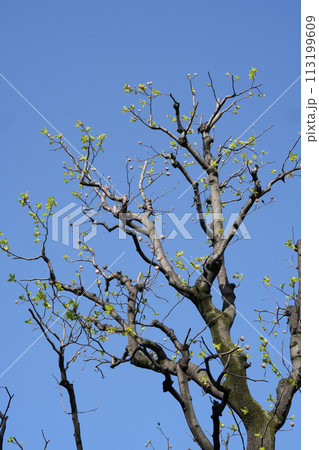 青空に映える木 113199609