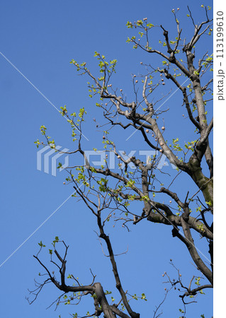 青空に映える木 113199610