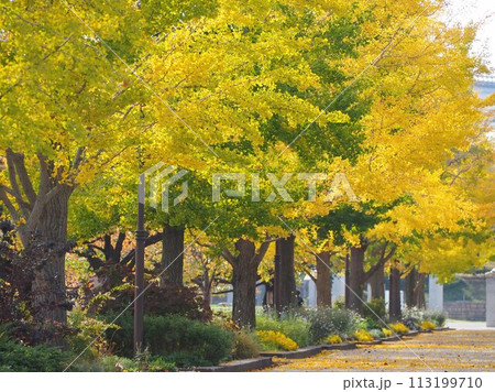 秋の風景 紅葉したイチョウ並木 秋の風景 紅葉したイチョウ並木 113199710