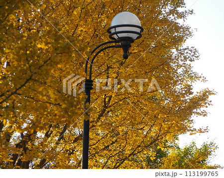 秋の風景 紅葉したイチョウ並木と街灯 秋の風景 紅葉したイチョウ並木と街灯 113199765