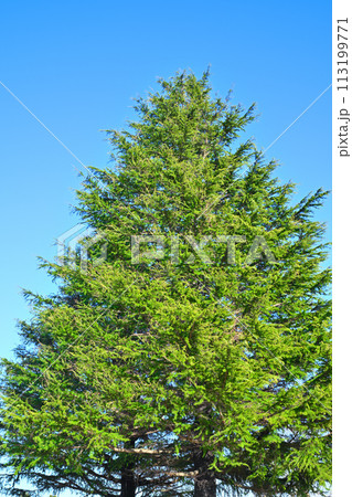 青空に映えるヒマラヤスギ　春の訪れ　 113199771
