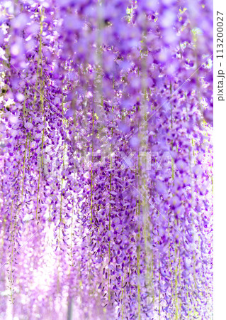 うららかな春の陽ざしに映えるヤマフジの花(天然記念物) 「西寒多神社(ささむたじんじゃ)」大分市寒田 うららかな春の陽ざしに映えるヤマフジの花(天然記念物) 「西寒多神社(ささむたじんじゃ)」大分市寒田 113200027