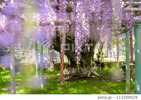 うららかな春の陽ざしに映えるヤマフジの花(天然記念物) 「西寒多神社(ささむたじんじゃ)」大分市寒田 うららかな春の陽ざしに映えるヤマフジの花(天然記念物) 「西寒多神社(ささむたじんじゃ)」大分市寒田 113200029