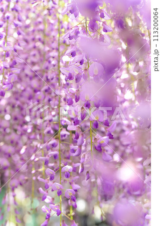 うららかな春の陽ざしに映えるヤマフジの花(天然記念物)　「西寒多神社(ささむたじんじゃ)」大分市寒田 113200064