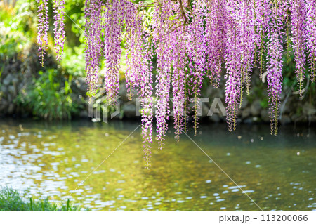 うららかな春の陽ざしに映えるヤマフジの花(天然記念物)　「西寒多神社(ささむたじんじゃ)」大分市寒田 113200066