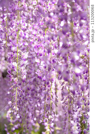 うららかな春の陽ざしに映えるヤマフジの花(天然記念物) 「西寒多神社(ささむたじんじゃ)」大分市寒田 うららかな春の陽ざしに映えるヤマフジの花(天然記念物) 「西寒多神社(ささむたじんじゃ)」大分市寒田 113200068