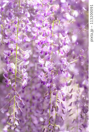 うららかな春の陽ざしに映えるヤマフジの花(天然記念物) 「西寒多神社(ささむたじんじゃ)」大分市寒田 うららかな春の陽ざしに映えるヤマフジの花(天然記念物) 「西寒多神社(ささむたじんじゃ)」大分市寒田 113200091