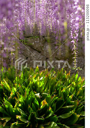 うららかな春の陽ざしに映えるヤマフジの花(天然記念物) 「西寒多神社(ささむたじんじゃ)」大分市寒田 うららかな春の陽ざしに映えるヤマフジの花(天然記念物) 「西寒多神社(ささむたじんじゃ)」大分市寒田 113200098