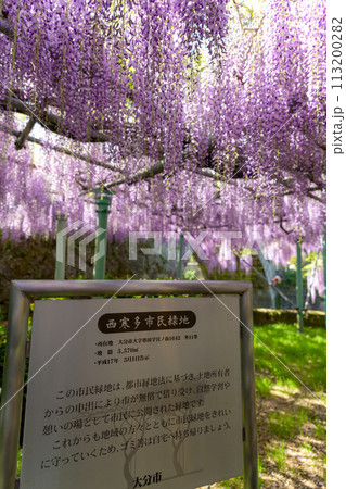 看板・案内板　ヤマフジの花(天然記念物)　「西寒多神社(ささむたじんじゃ)」大分市寒田 113200282