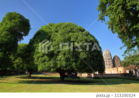 タイ北部の古都スコータイ　世界文化遺産のスコータイ歴史公園　ワットシーサワーイ寺院遺跡の印象的な木 113200324