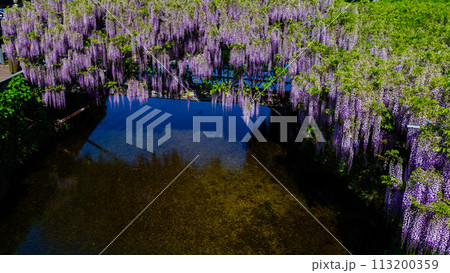 美しい春の陽ざしに映える藤棚と水鏡(ヤマフジ天然記念物)「西寒多神社(ささむたじんじゃ)」大分市寒田 113200359