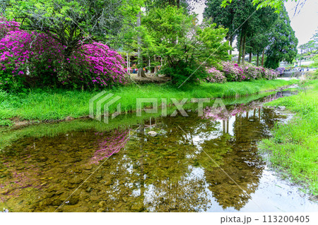 美しい春の陽ざしに映えるツツジ花　(ヤマフジ天然記念物)「西寒多神社(ささむたじんじゃ)」大分市寒田 113200405