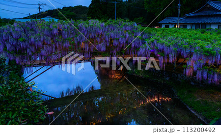 春夜のライトアップに映える藤棚風景(ヤマフジ天然記念物)「西寒多神社(ささむたじんじゃ)」大分市寒田 113200492