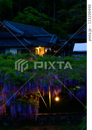 春夜のライトアップに映える藤棚風景(ヤマフジ天然記念物)「西寒多神社(ささむたじんじゃ)」大分市寒田 春夜のライトアップに映える藤棚風景(ヤマフジ天然記念物)「西寒多神社(ささむたじんじゃ)」大分市寒田 113200498