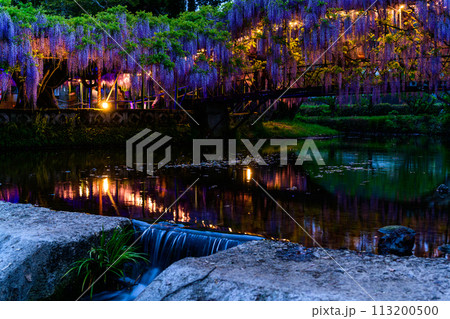 春夜のライトアップに映える藤棚風景(ヤマフジ天然記念物)「西寒多神社(ささむたじんじゃ)」大分市寒田 113200500