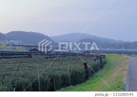 京都府宇治市　早朝の茶畑と電車 113200545