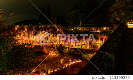 春夜のライトアップに映える藤棚風景(ヤマフジ天然記念物)「西寒多神社(ささむたじんじゃ)」大分市寒田 113200579