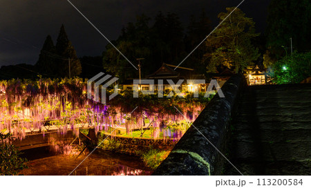 春夜のライトアップに映える藤棚風景(ヤマフジ天然記念物)「西寒多神社(ささむたじんじゃ)」大分市寒田 113200584