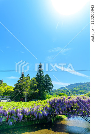 うららかな春に映える 藤棚風景(ヤマフジ天然記念物)「西寒多神社(ささむたじんじゃ)」大分市寒田 うららかな春に映える 藤棚風景(ヤマフジ天然記念物)「西寒多神社(ささむたじんじゃ)」大分市寒田 113200942