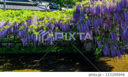 うららかな春に映える 藤棚風景(ヤマフジ天然記念物)「西寒多神社(ささむたじんじゃ)」大分市寒田 うららかな春に映える 藤棚風景(ヤマフジ天然記念物)「西寒多神社(ささむたじんじゃ)」大分市寒田 113200946