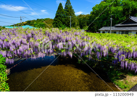 うららかな春に映える 藤棚風景(ヤマフジ天然記念物)「西寒多神社(ささむたじんじゃ)」大分市寒田 うららかな春に映える 藤棚風景(ヤマフジ天然記念物)「西寒多神社(ささむたじんじゃ)」大分市寒田 113200949