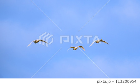 空を飛ぶ白鳥 空を飛ぶ白鳥 113200954