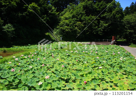 二ツ屋の二千年蓮 二ツ屋の二千年蓮 113201154