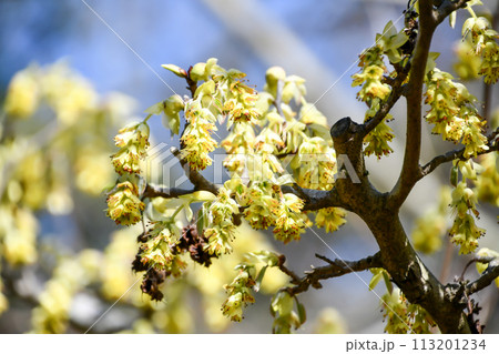 トサミズキ 113201234