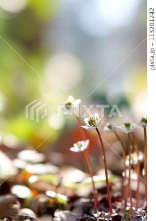 日向オウレンの花 113201242