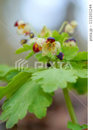 アズマシロカネソウ 113201244