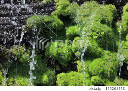 苔の岩場を流れ落ちる水 苔の岩場を流れ落ちる水 113201358