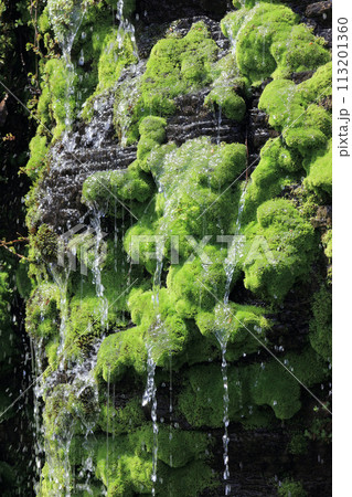 苔の岩場を流れ落ちる水 113201360