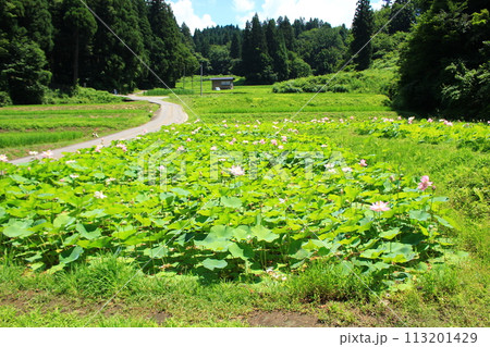 二ツ屋の二千年蓮 113201429