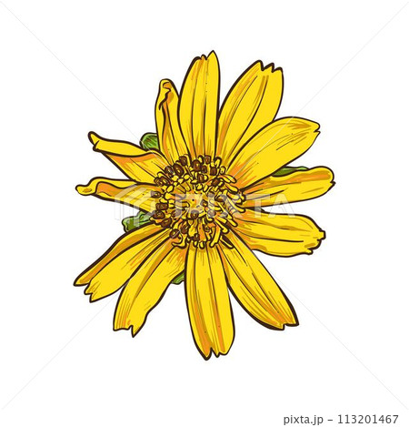 Singapore daisy frower drawing 2 113201467