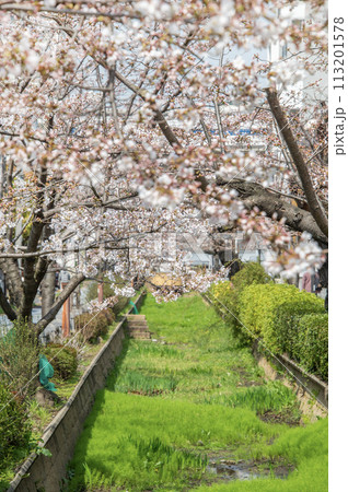 呑川親水公園 桜 東京都世田谷区深沢 呑川親水公園 桜 東京都世田谷区深沢 113201578
