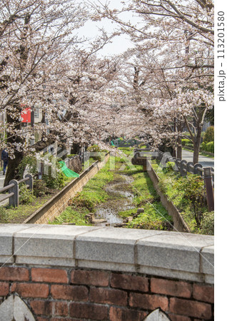 呑川親水公園　桜　東京都世田谷区深沢 113201580
