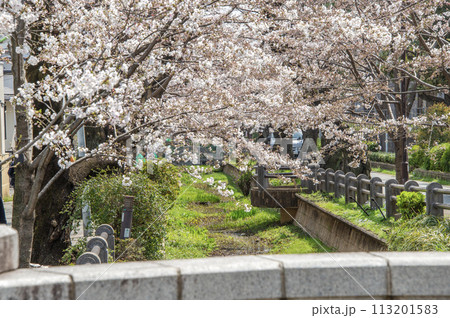 呑川親水公園　桜　東京都世田谷区深沢 113201583