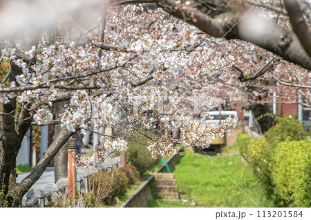 呑川親水公園　桜　東京都世田谷区深沢 113201584
