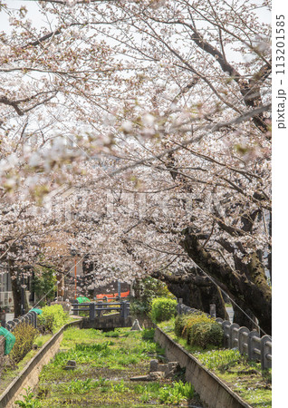呑川親水公園 桜 東京都世田谷区深沢 呑川親水公園 桜 東京都世田谷区深沢 113201585