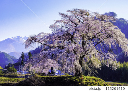 雪山としだれ桜 雪山としだれ桜 113201610