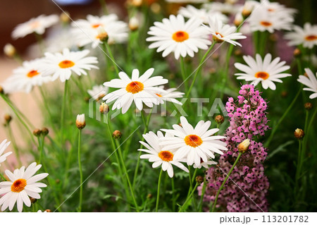 ガーベラの花壇 113201782