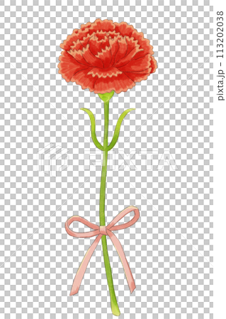 A single red carnation (with ribbon) 113202038